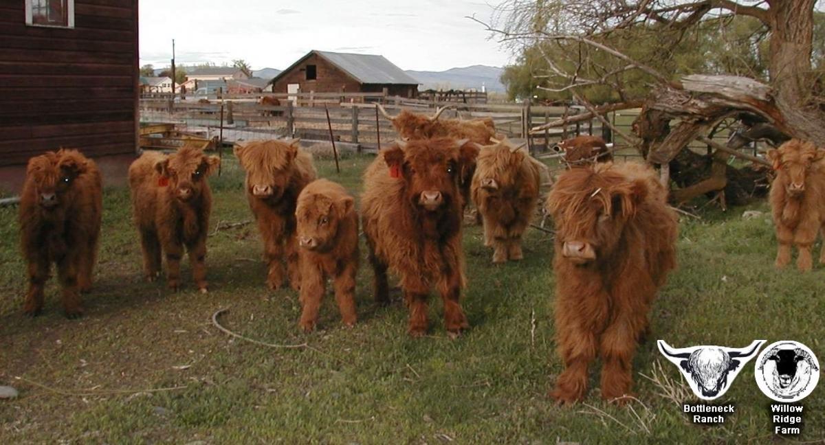 30 Fun Facts About Highland Cows, Highland Cow Facts